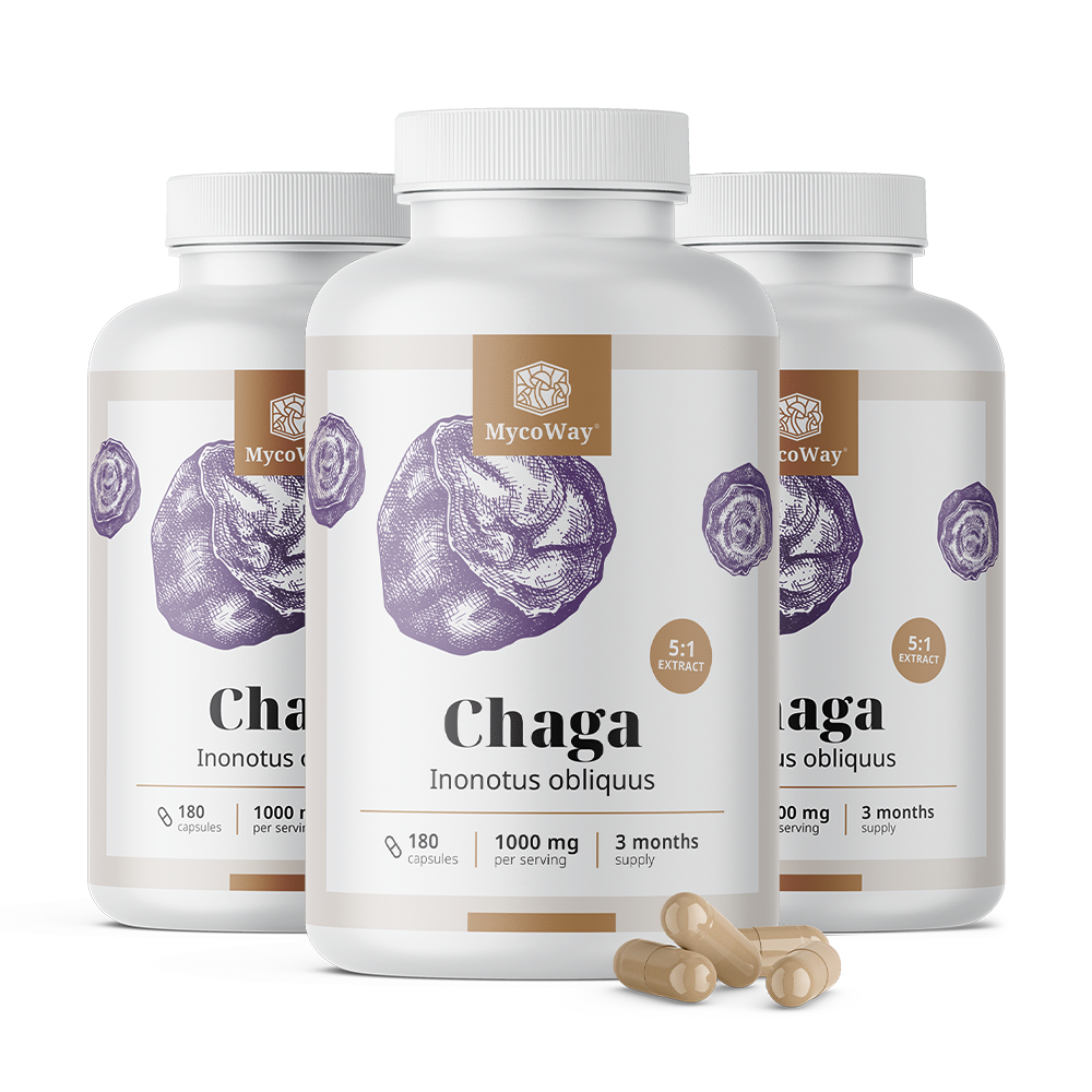 Chaga 1000 mg - ekstrakt 5:1.