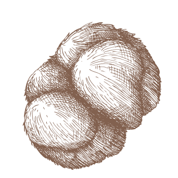 Osjetite snagu lavlje grive