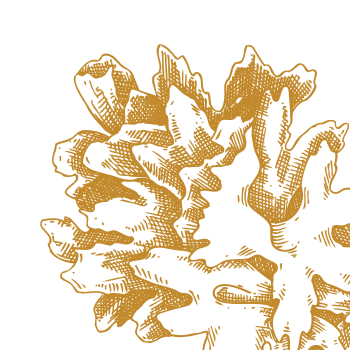 Dragocjena čarobna gljiva