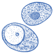 Kvalitetan izbor za svaki dan.