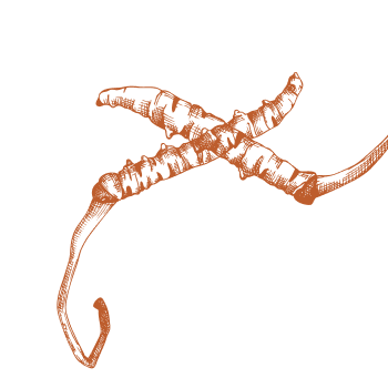 Pobrinite se za svoj organizam snagom gljiva.